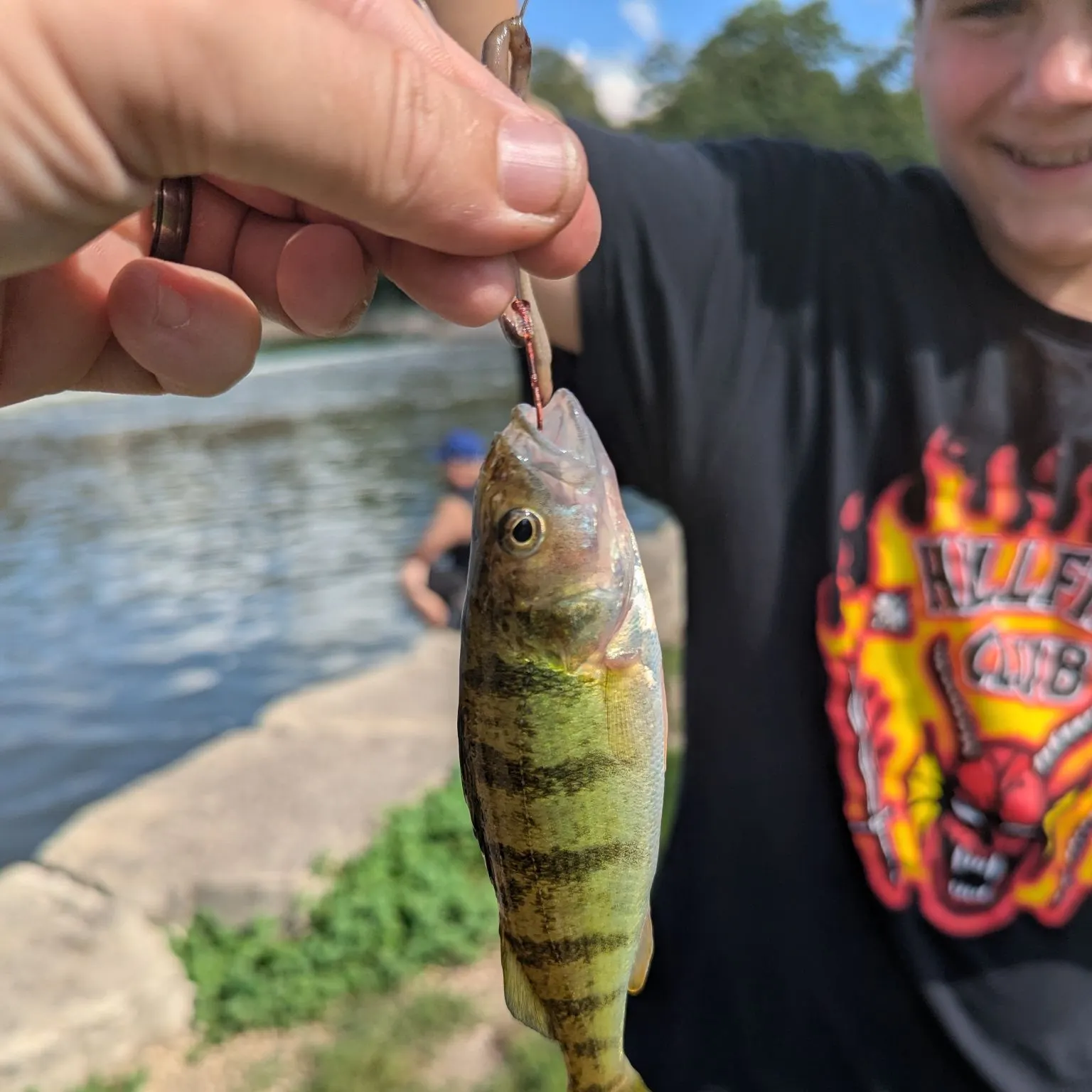 Yellow perch caught on Fishbrain