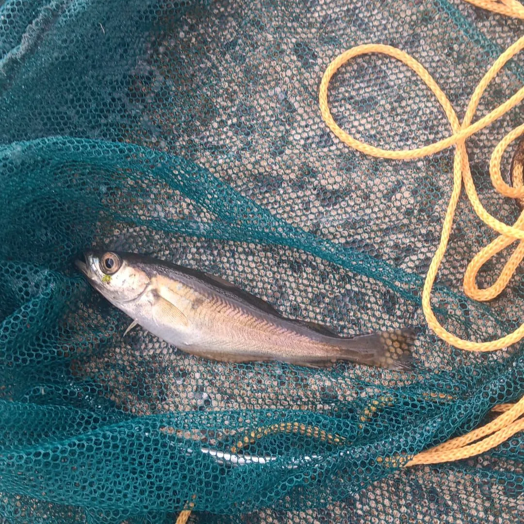 Pollack caught on Fishbrain