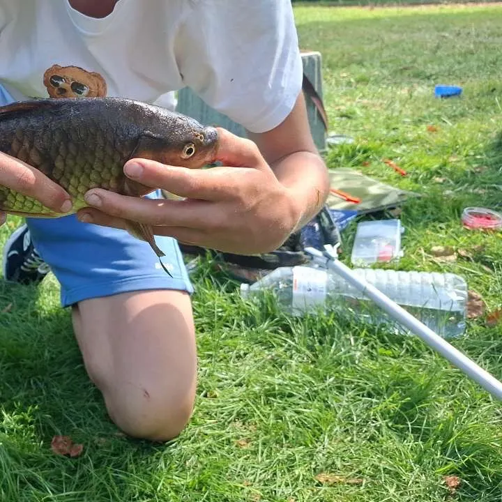 Common carp caught on Fishbrain