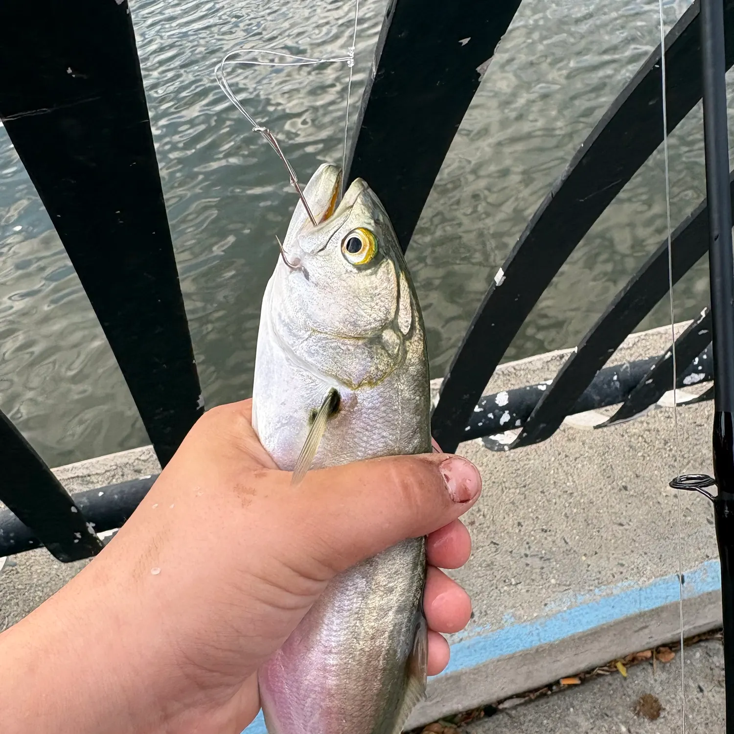 Bluefish caught on Fishbrain