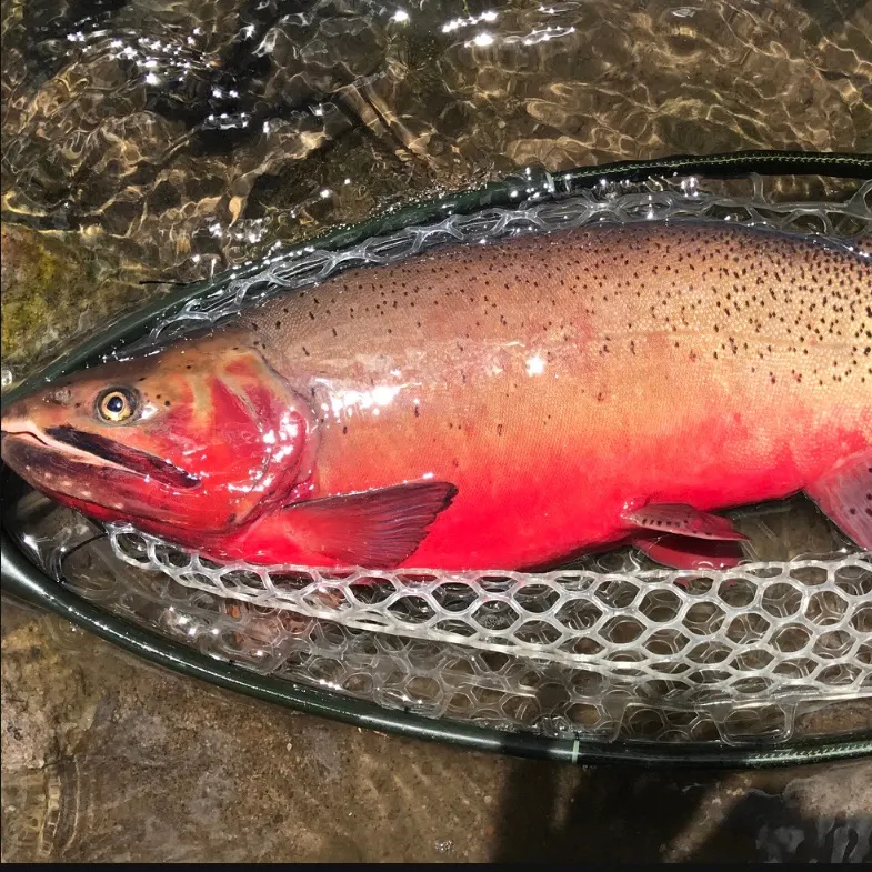 Pink salmon caught on Fishbrain
