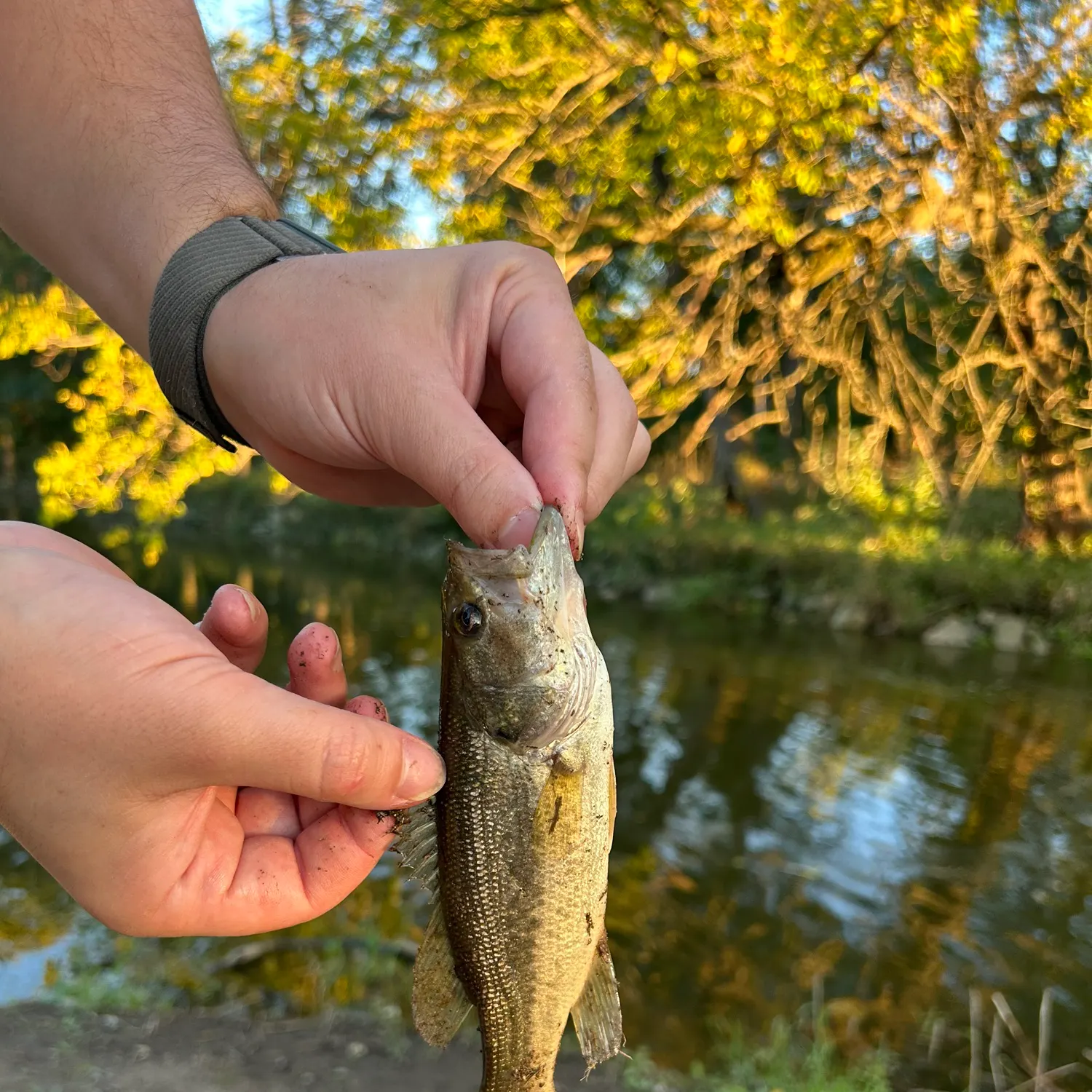 catch