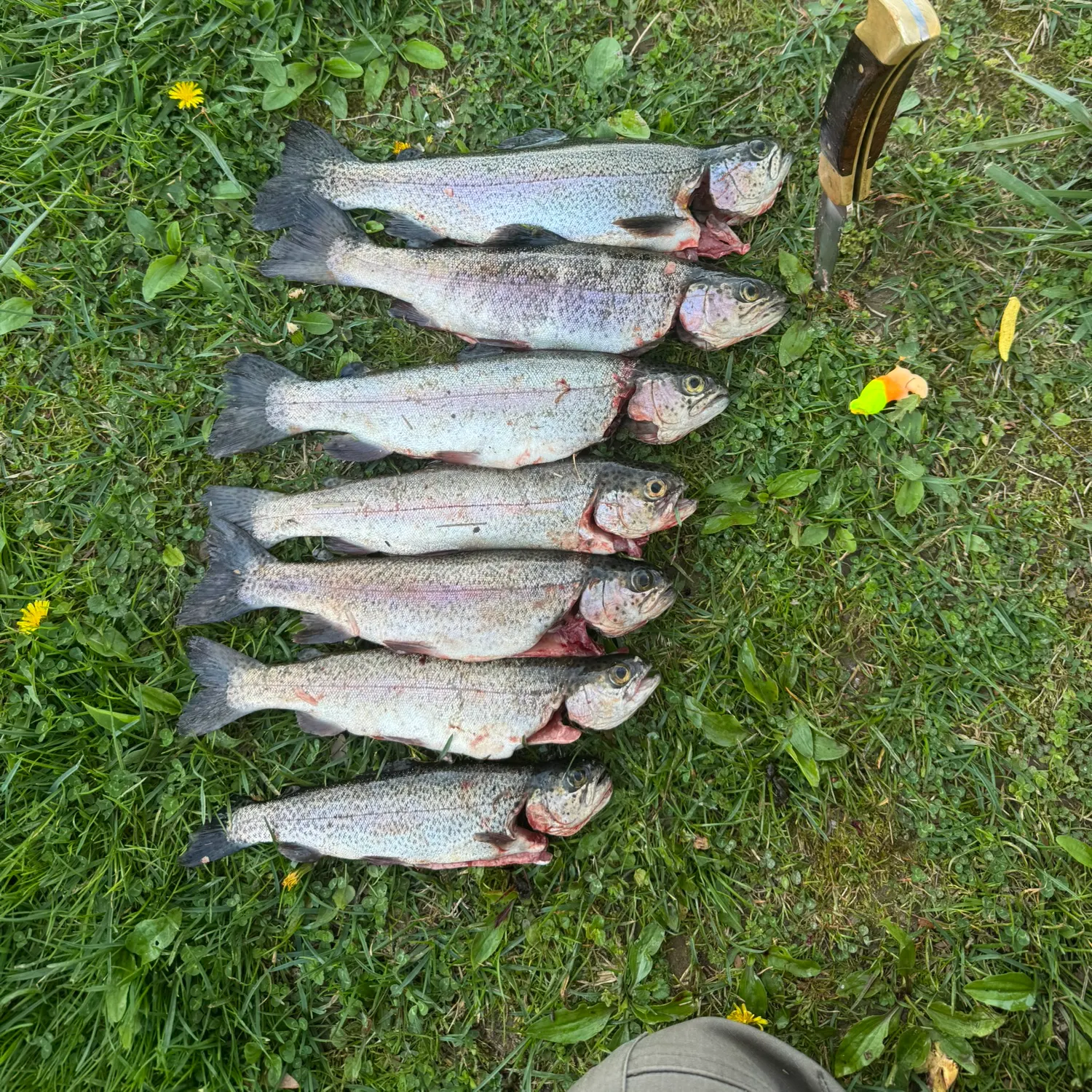 recently logged catches