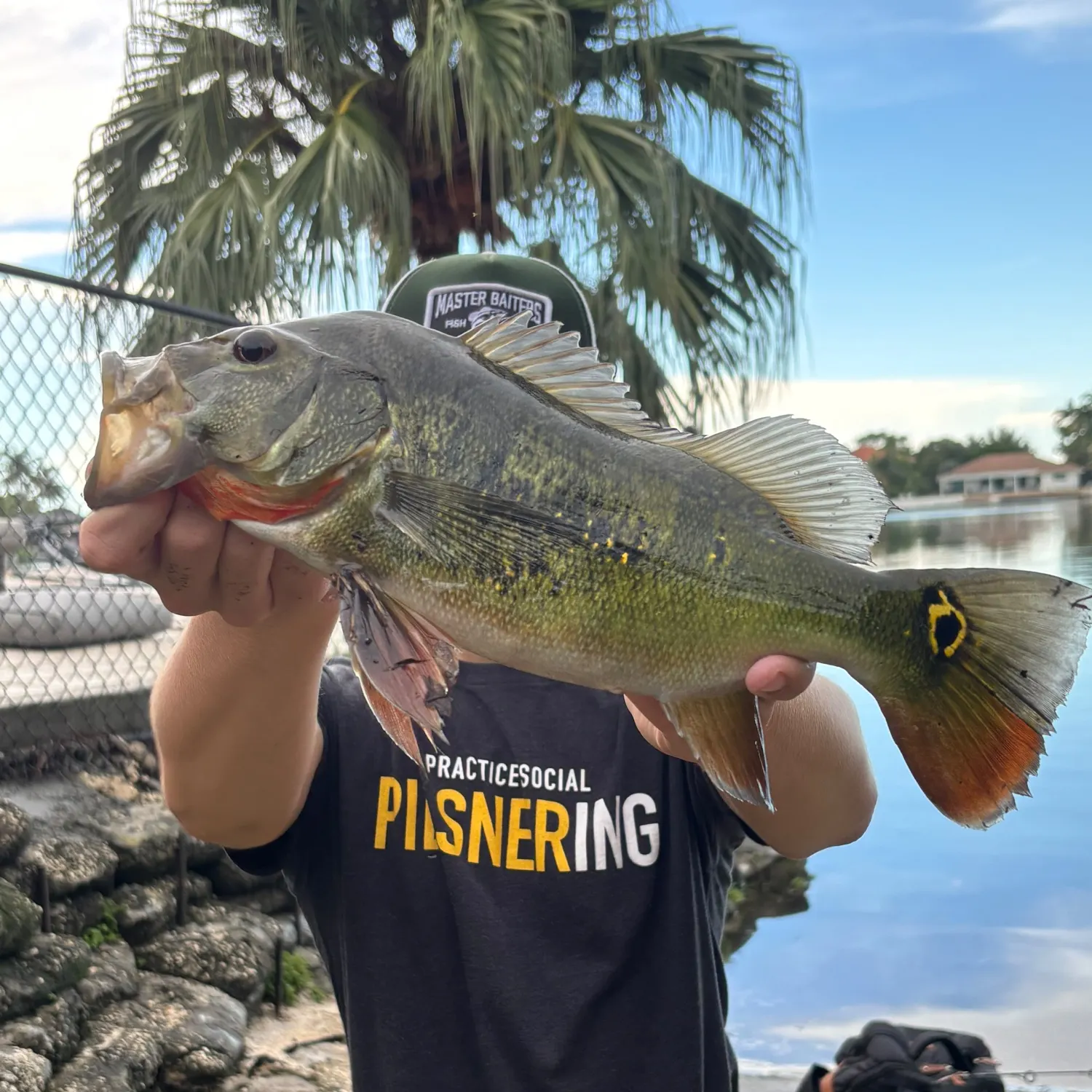 Butterfly peacock bass caught on Fishbrain