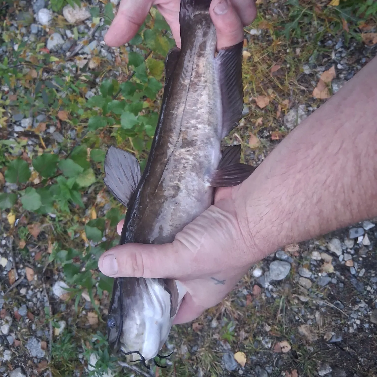 Brown bullhead caught on Fishbrain