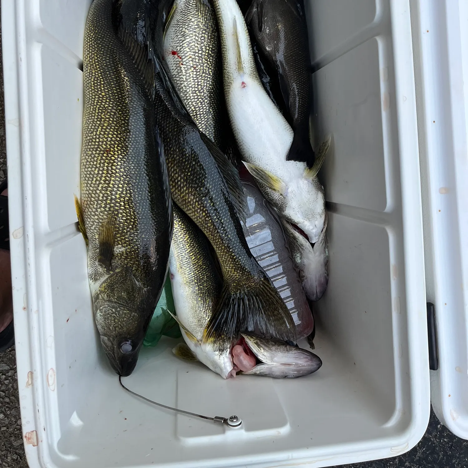 recently logged catches
