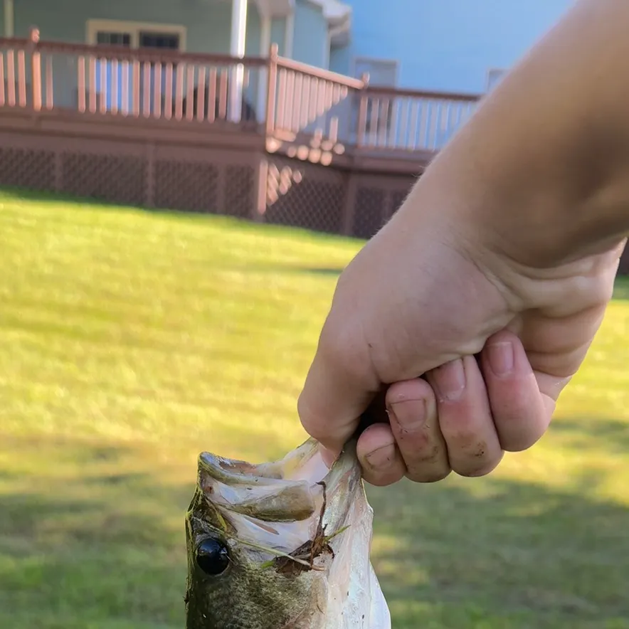 Fish caught on Fishbrain