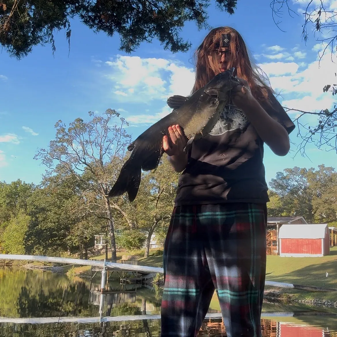 Channel catfish caught on Fishbrain