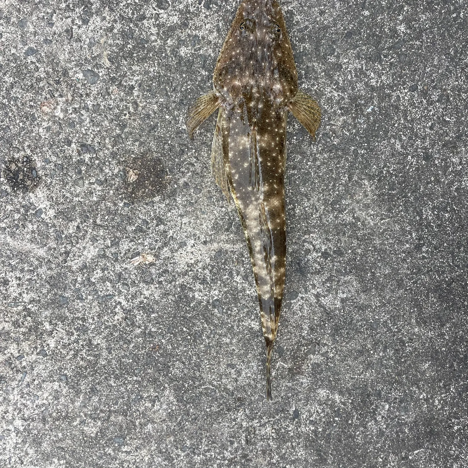 Dusky flathead caught on Fishbrain