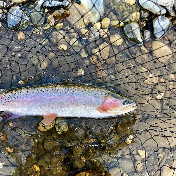 Rainbow trout caught on Fishbrain