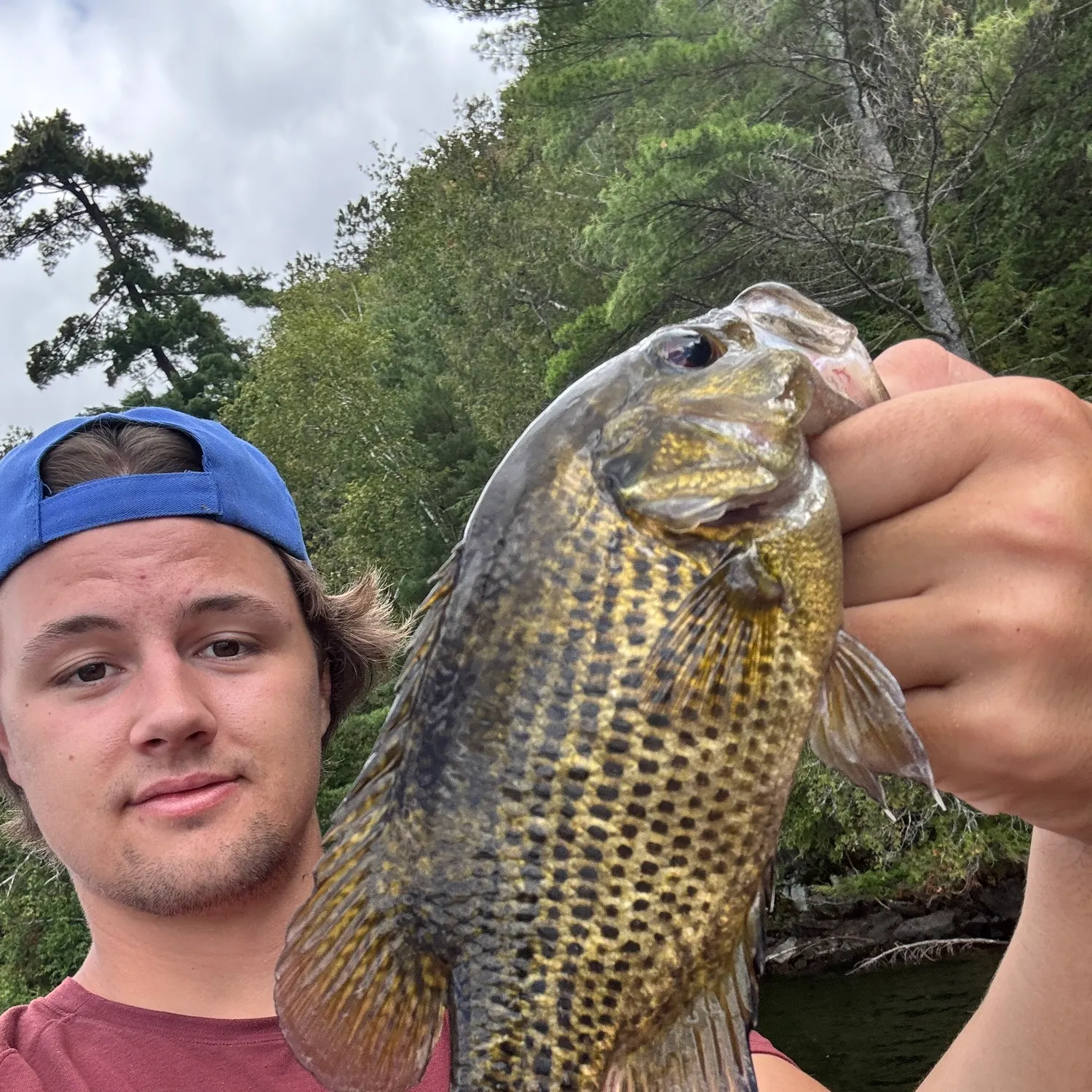 Rock bass caught on Fishbrain