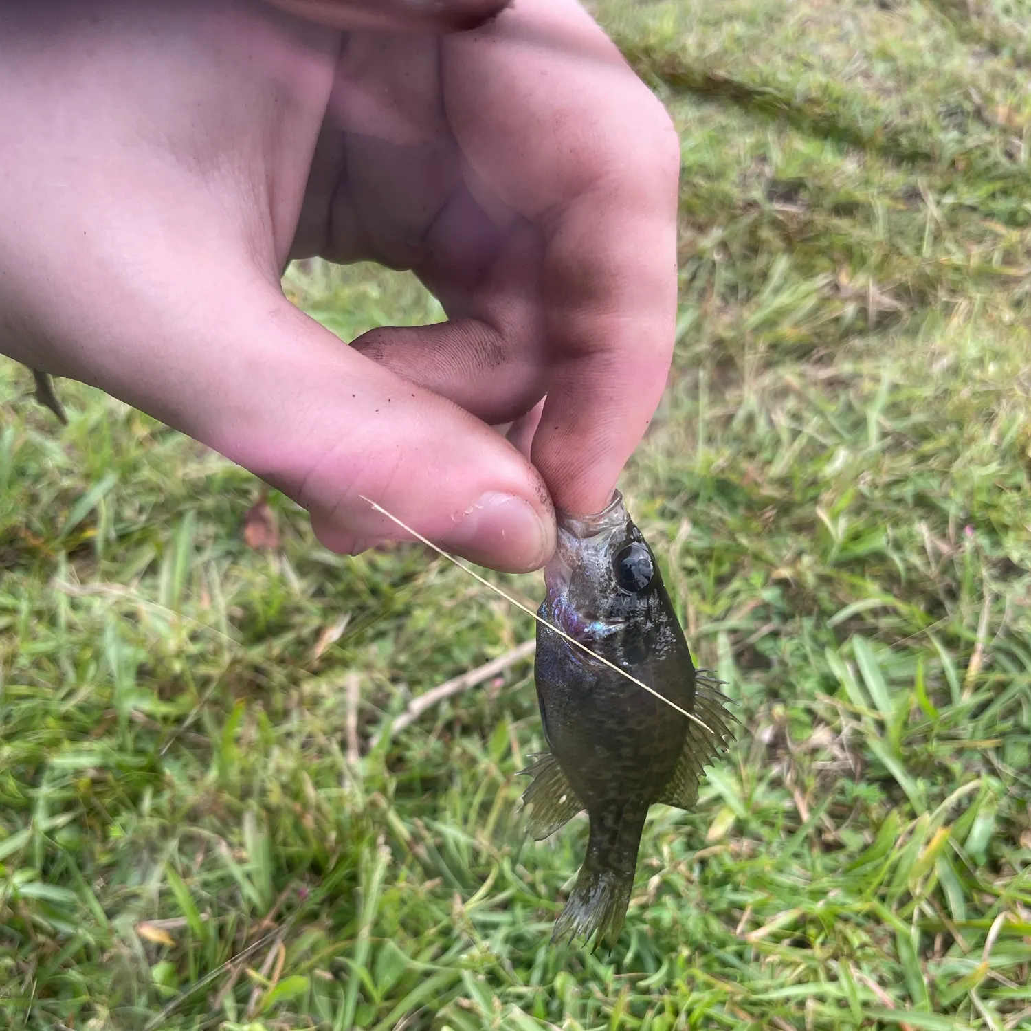 Warmouth caught on Fishbrain
