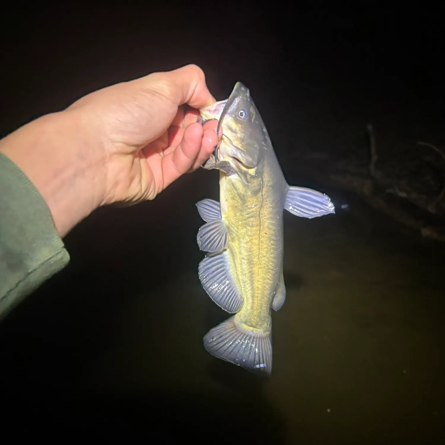The most recent Black bullhead catches on Fishbrain