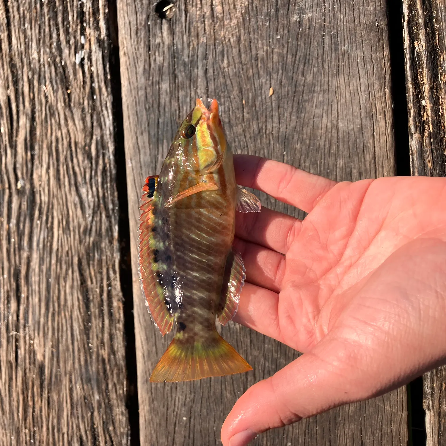 recently logged catches