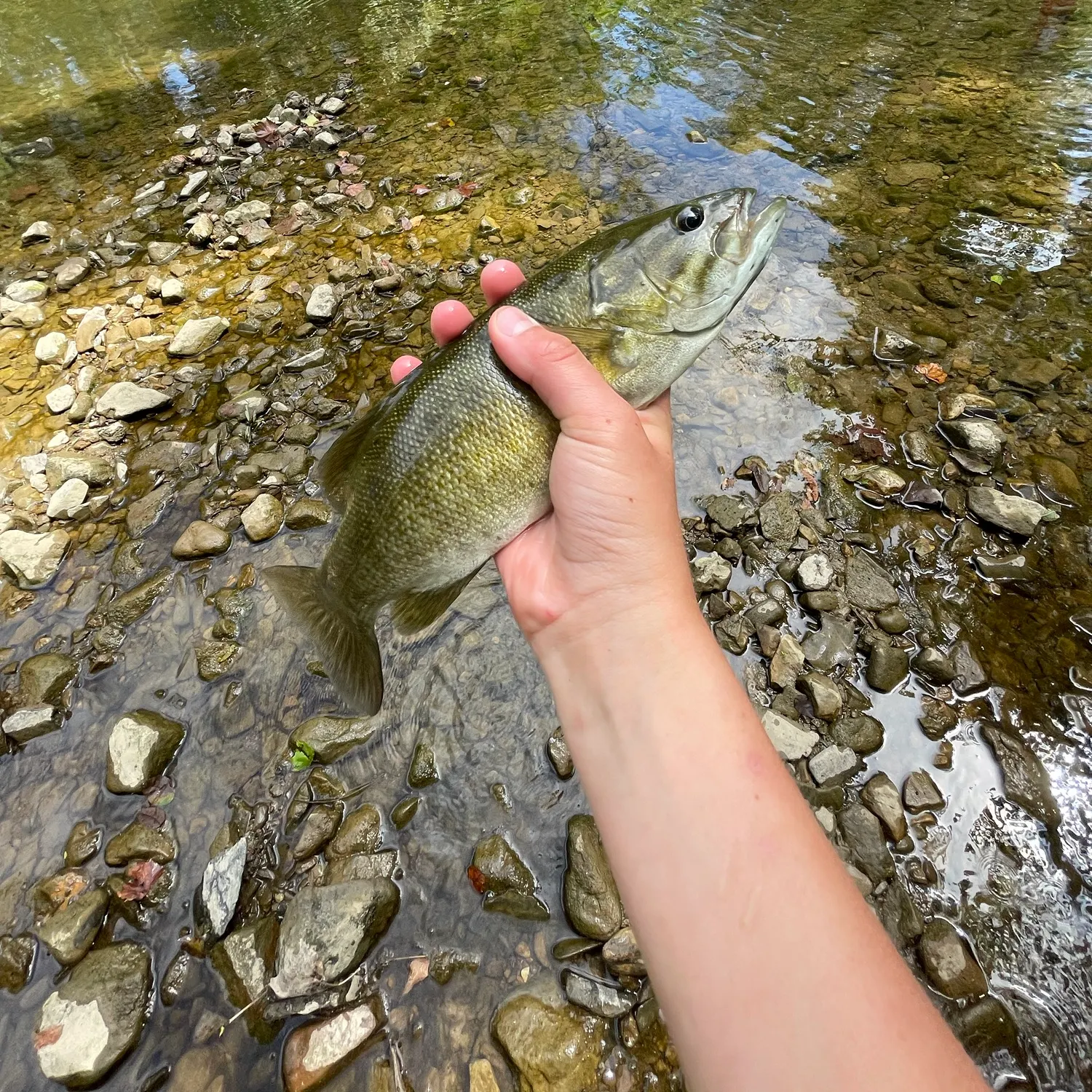 Smallmouth bass caught on Fishbrain