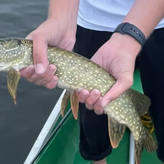 Northern pike caught on Fishbrain