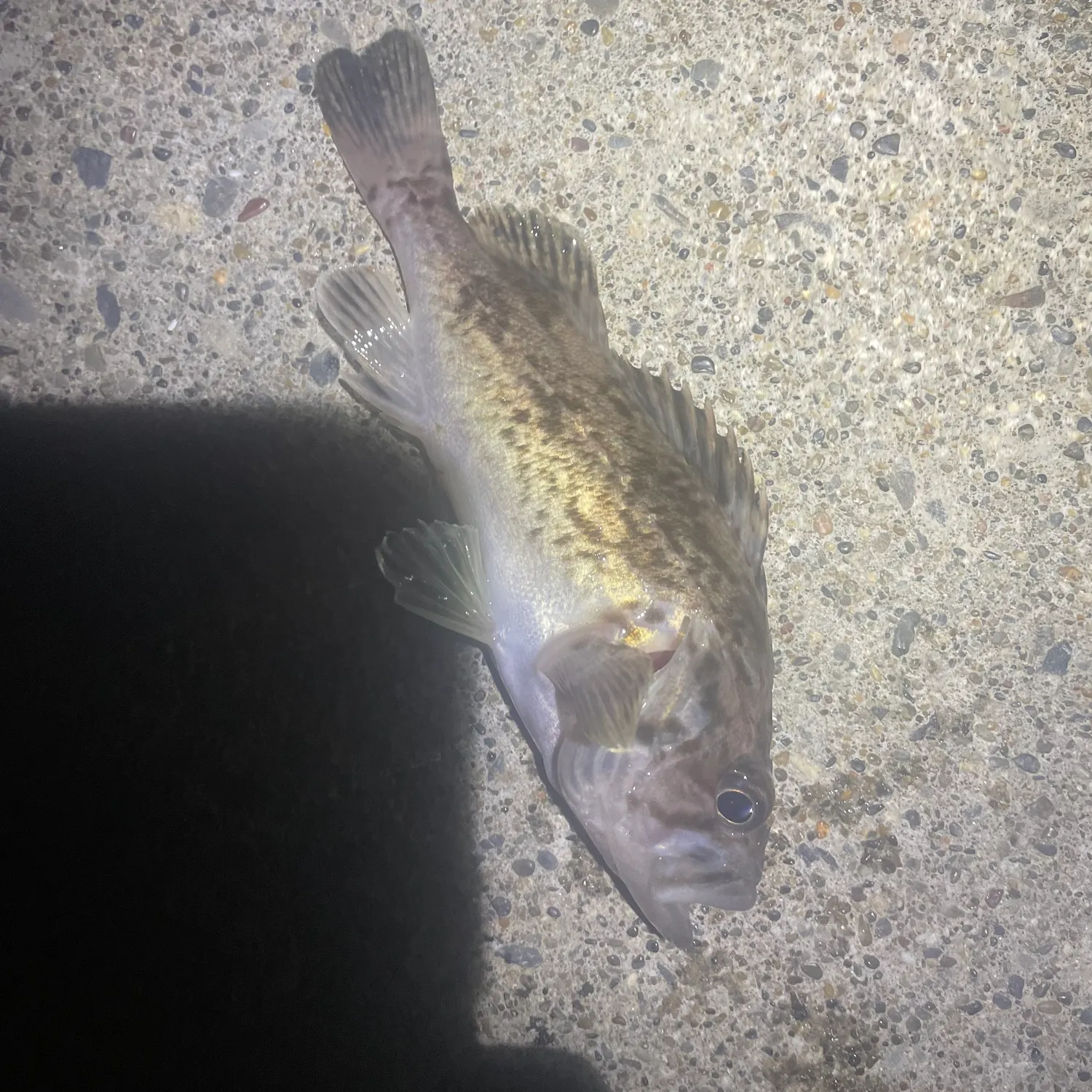 The most recent Japanese white seaperch catches on Fishbrain