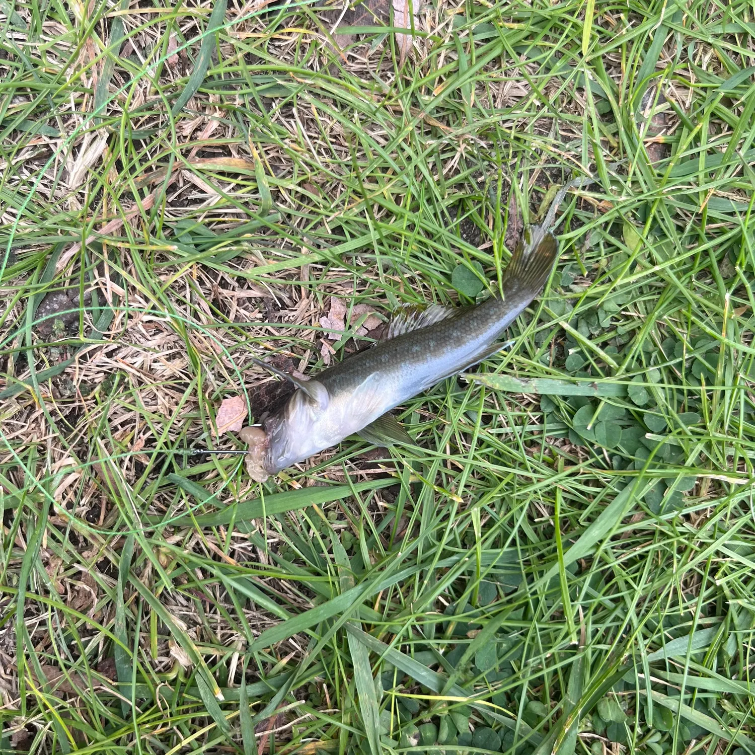 Round goby caught on Fishbrain