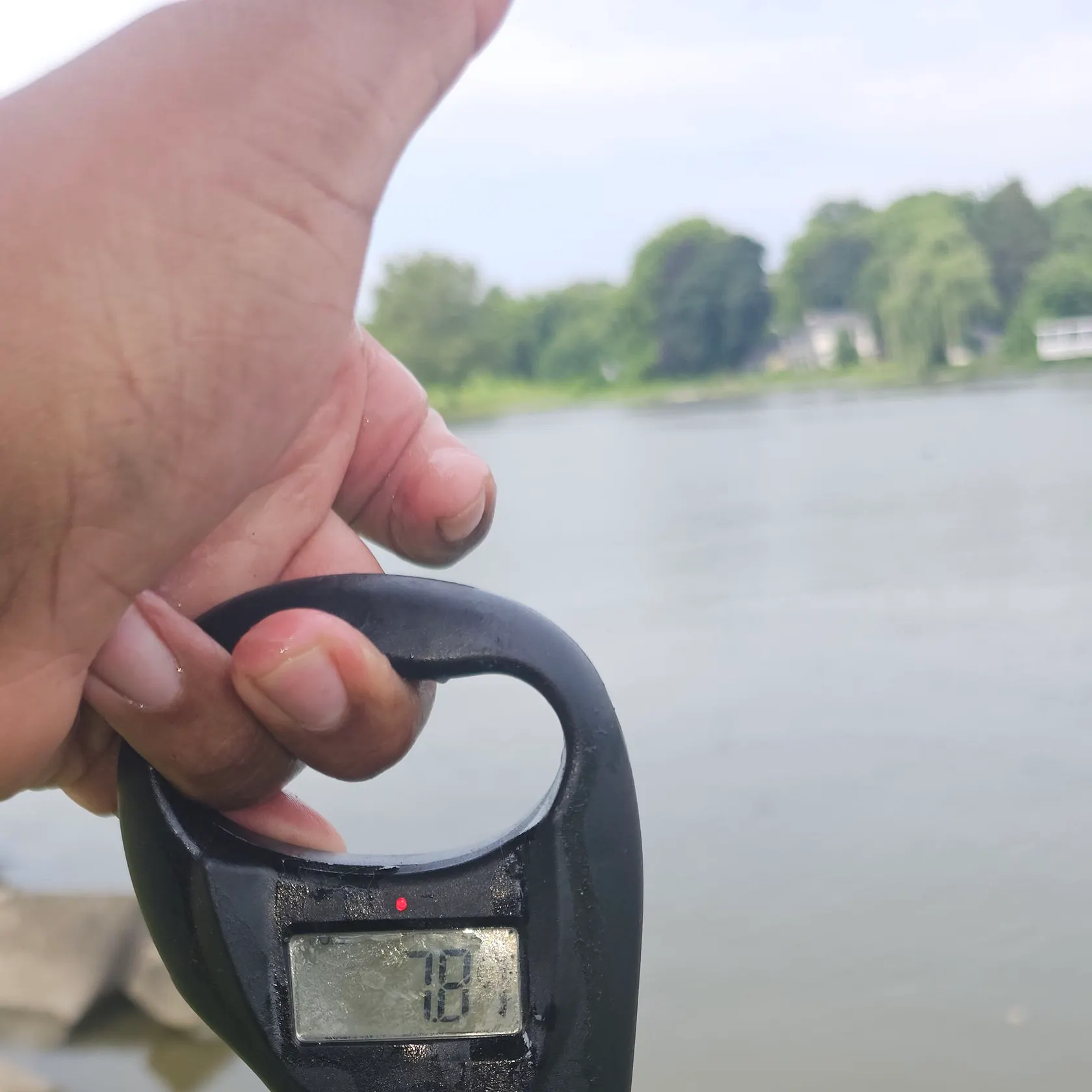 The most recent Bigmouth buffalo catches on Fishbrain
