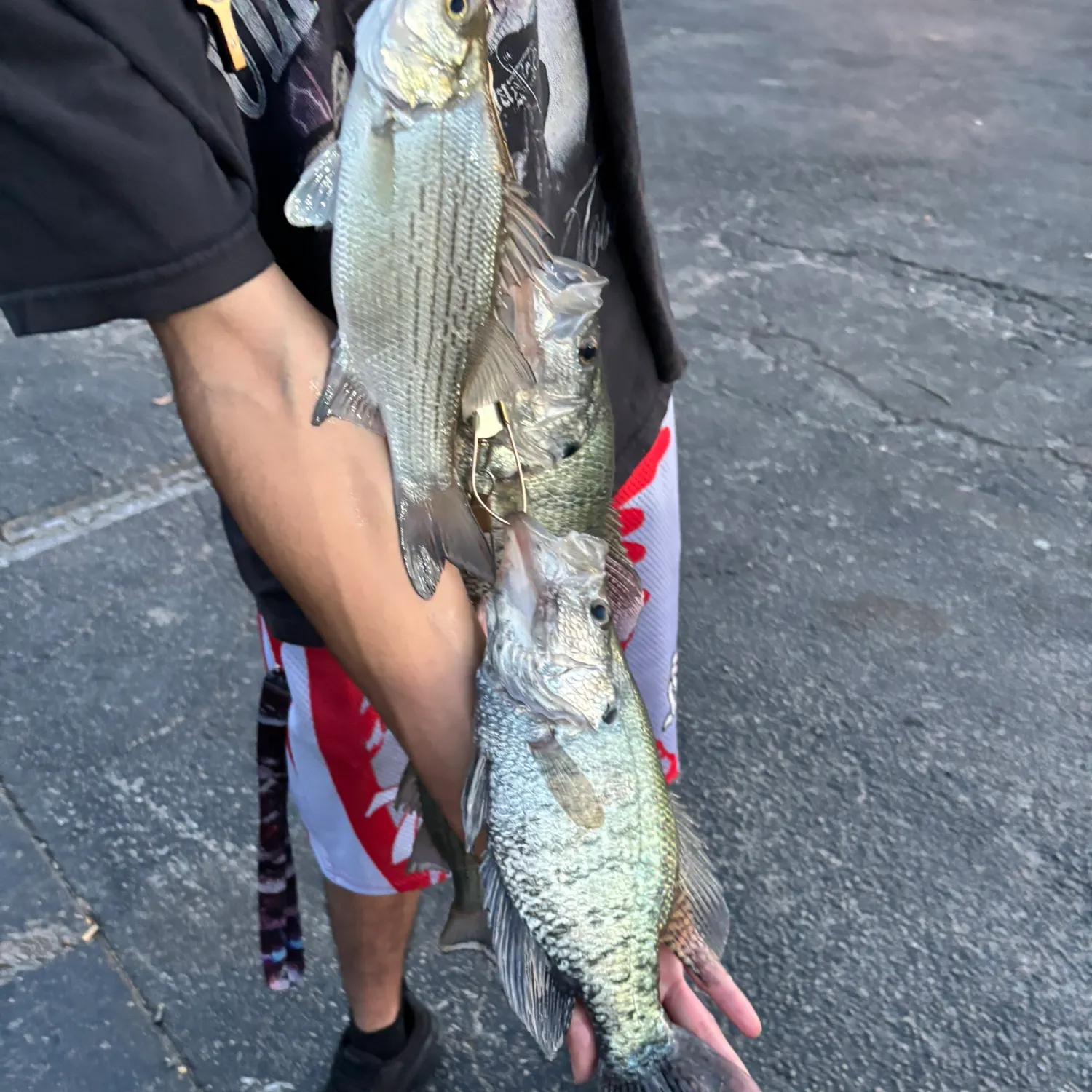 recently logged catches