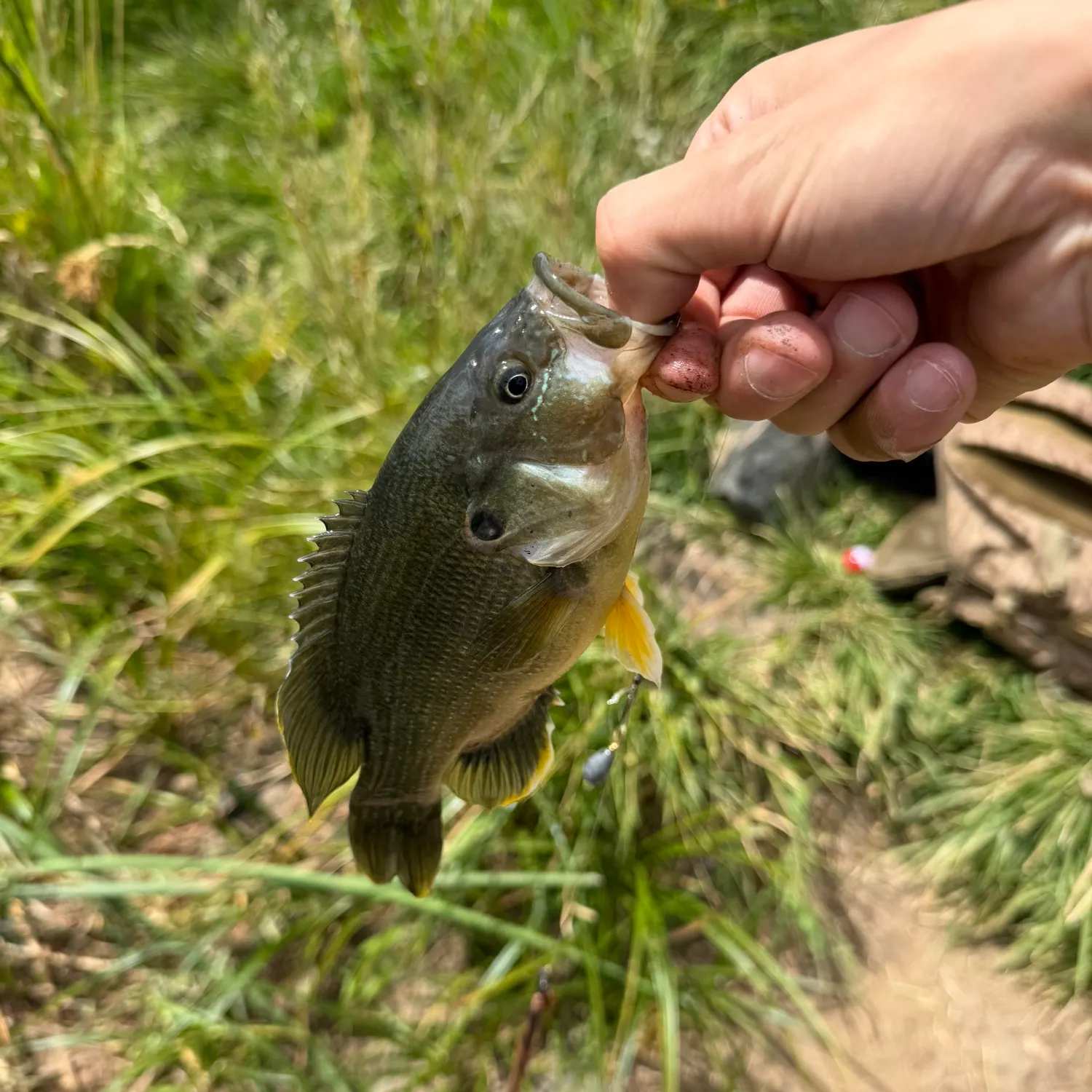 Bluegill caught on Fishbrain