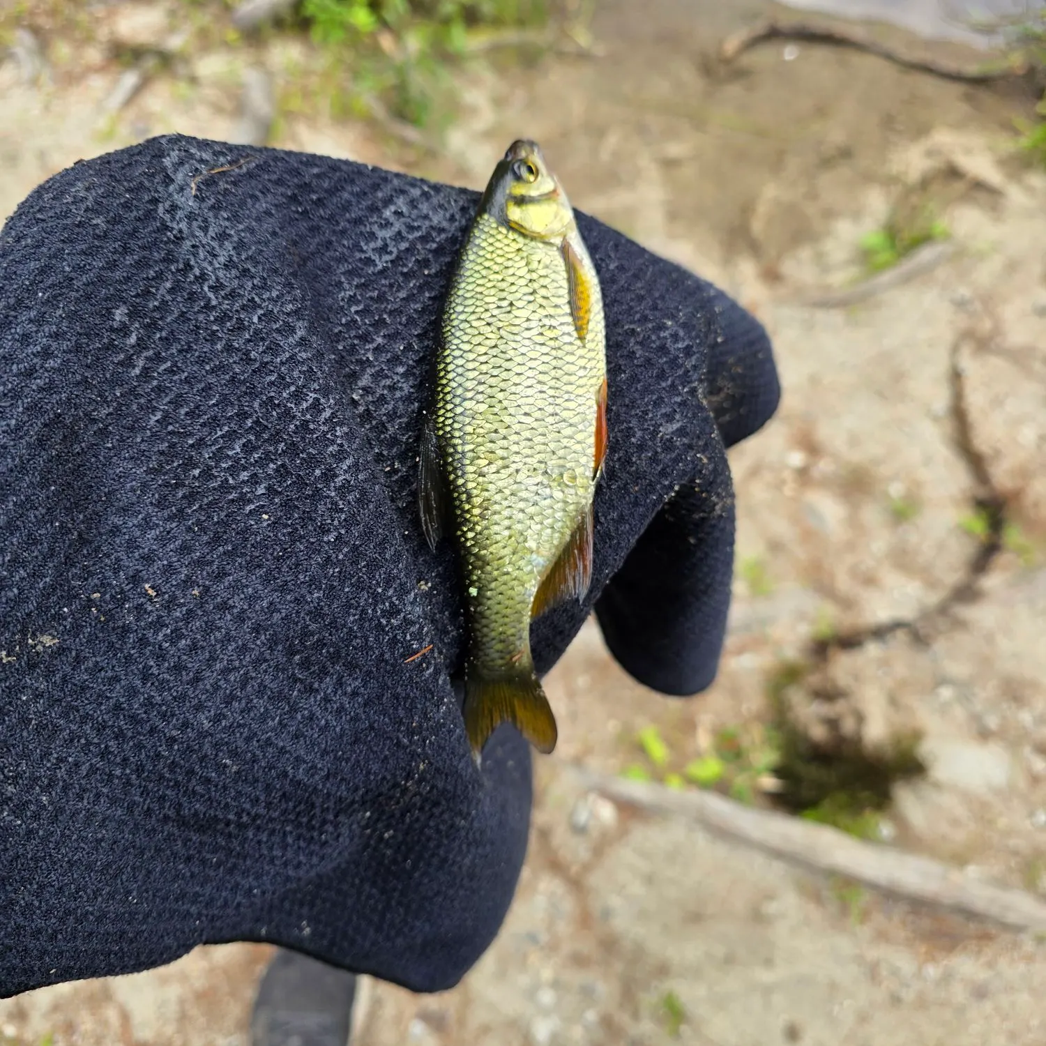 Golden shiner caught on Fishbrain