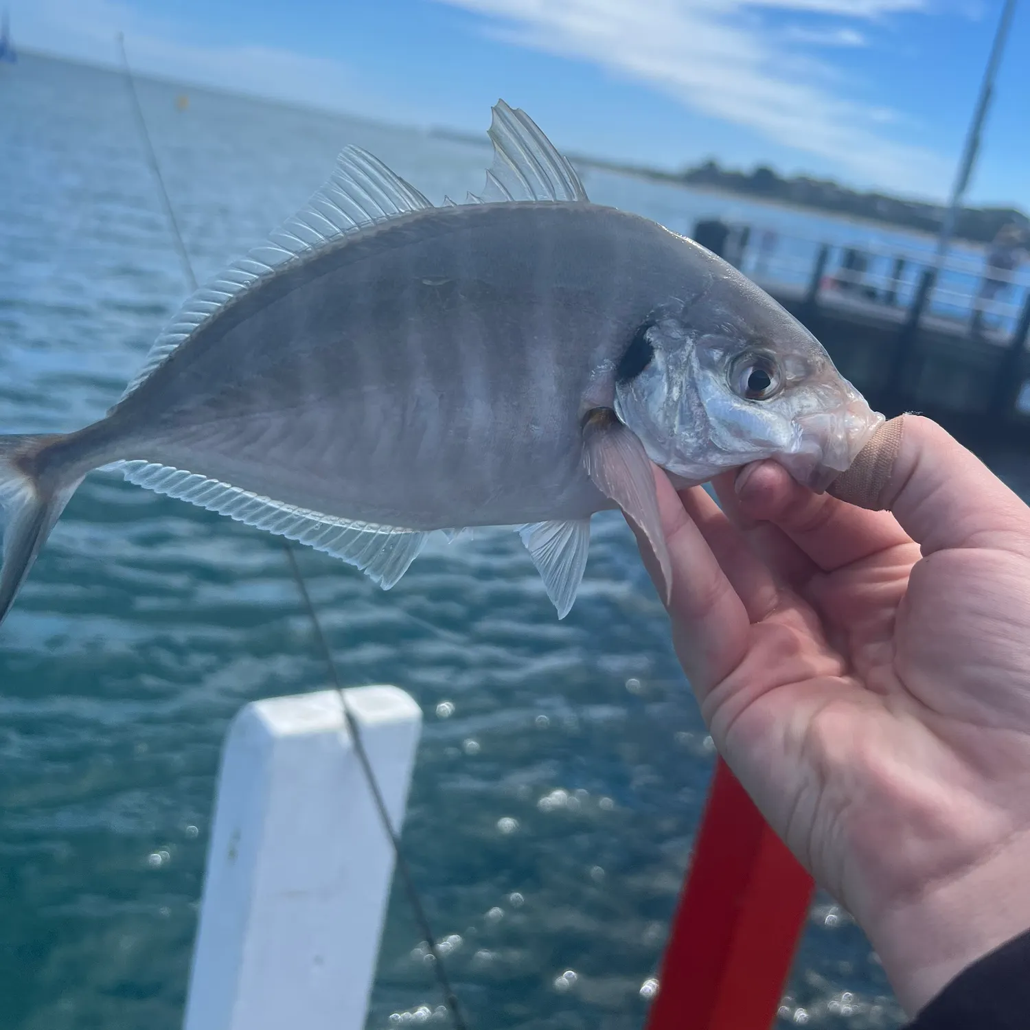 The most recent White trevally catches on Fishbrain