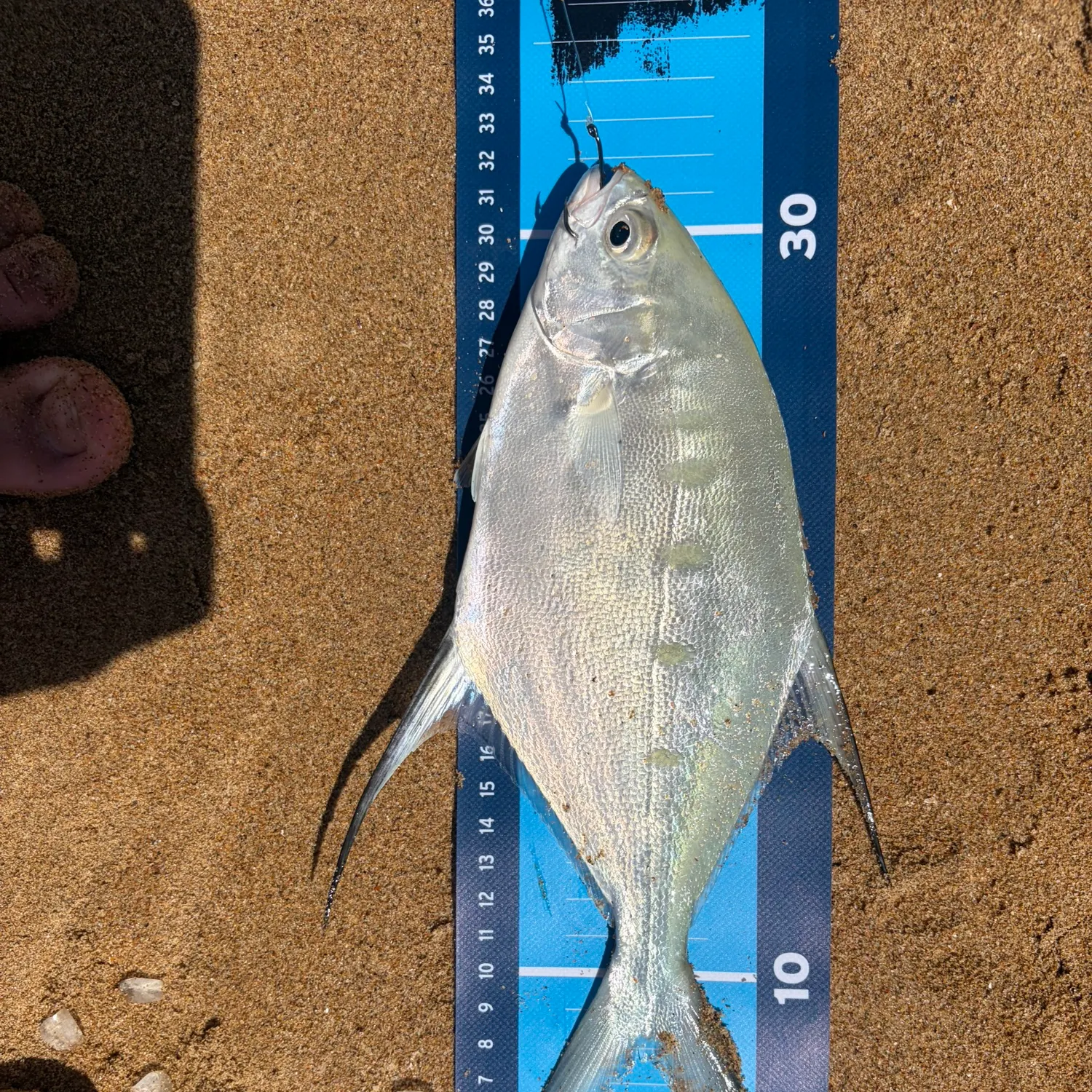 The most recent Largespotted dart catches on Fishbrain