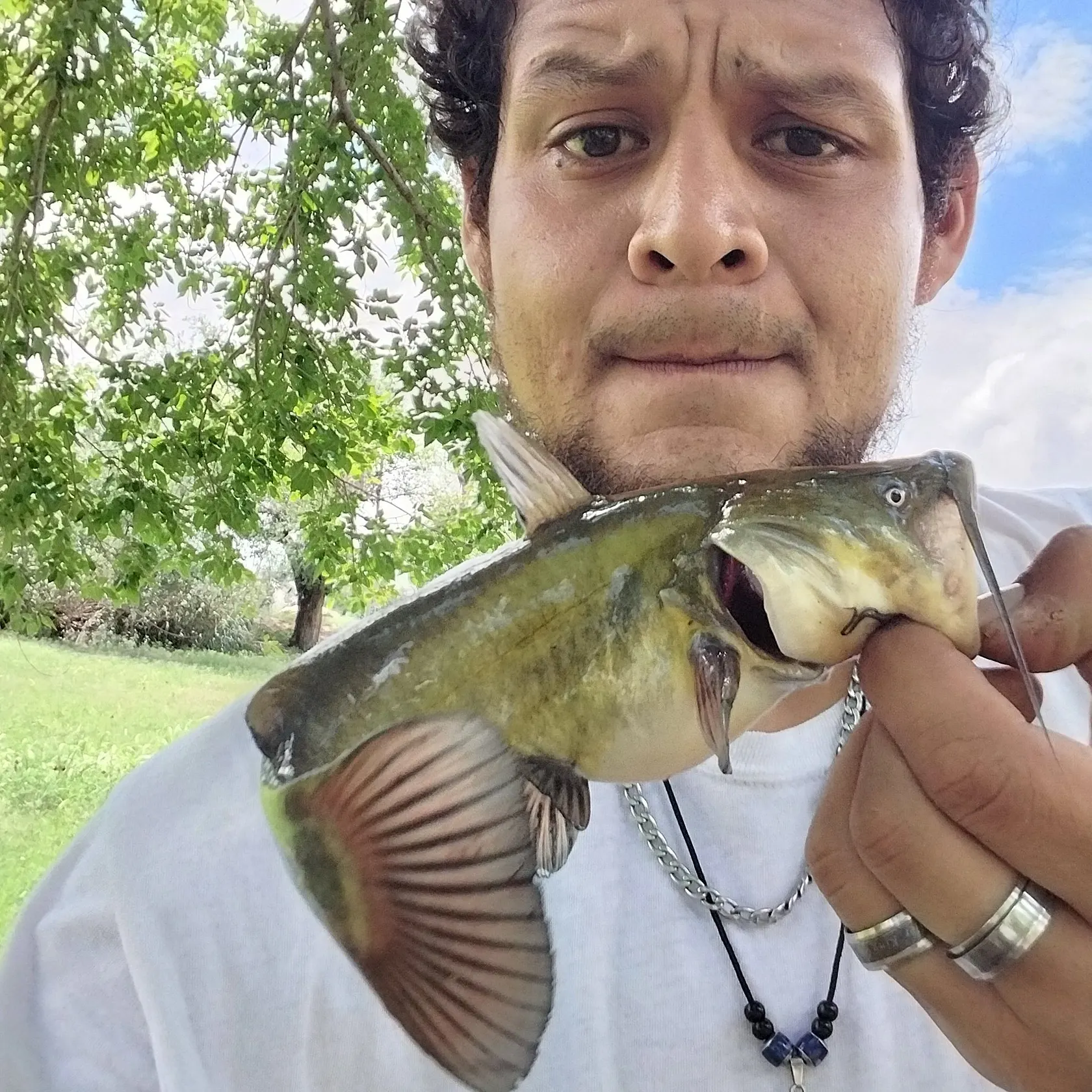 Yellow bullhead caught on Fishbrain