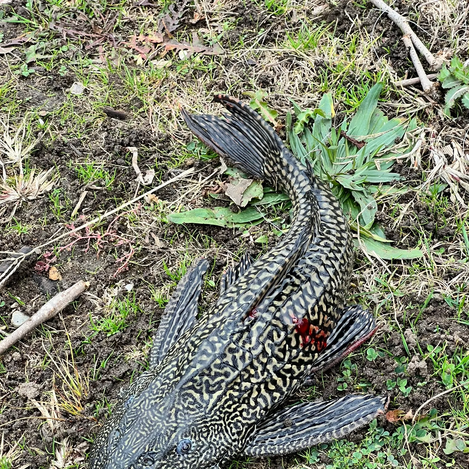The most recent Orinoco sailfin catfish catches on Fishbrain