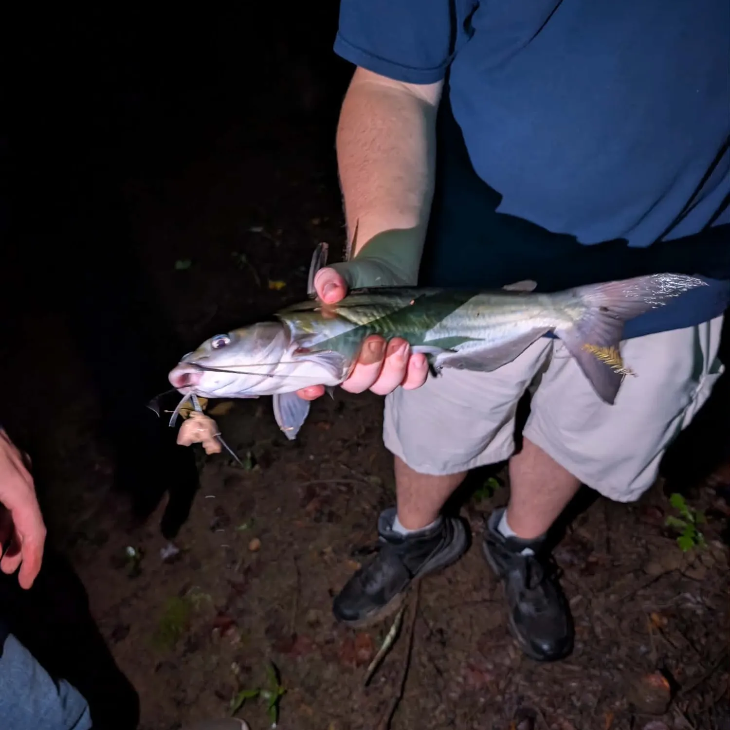 Channel catfish caught on Fishbrain