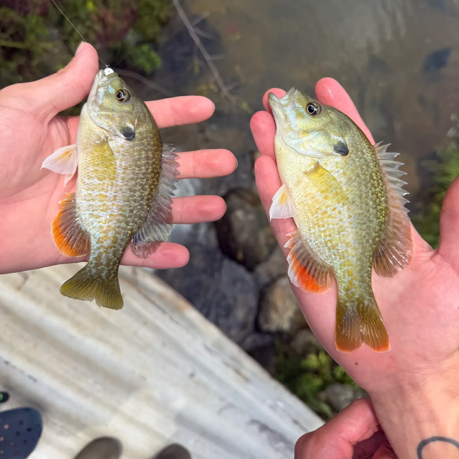 recently logged catches