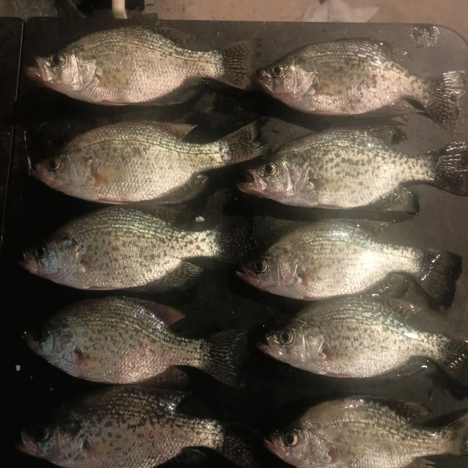 recently logged catches