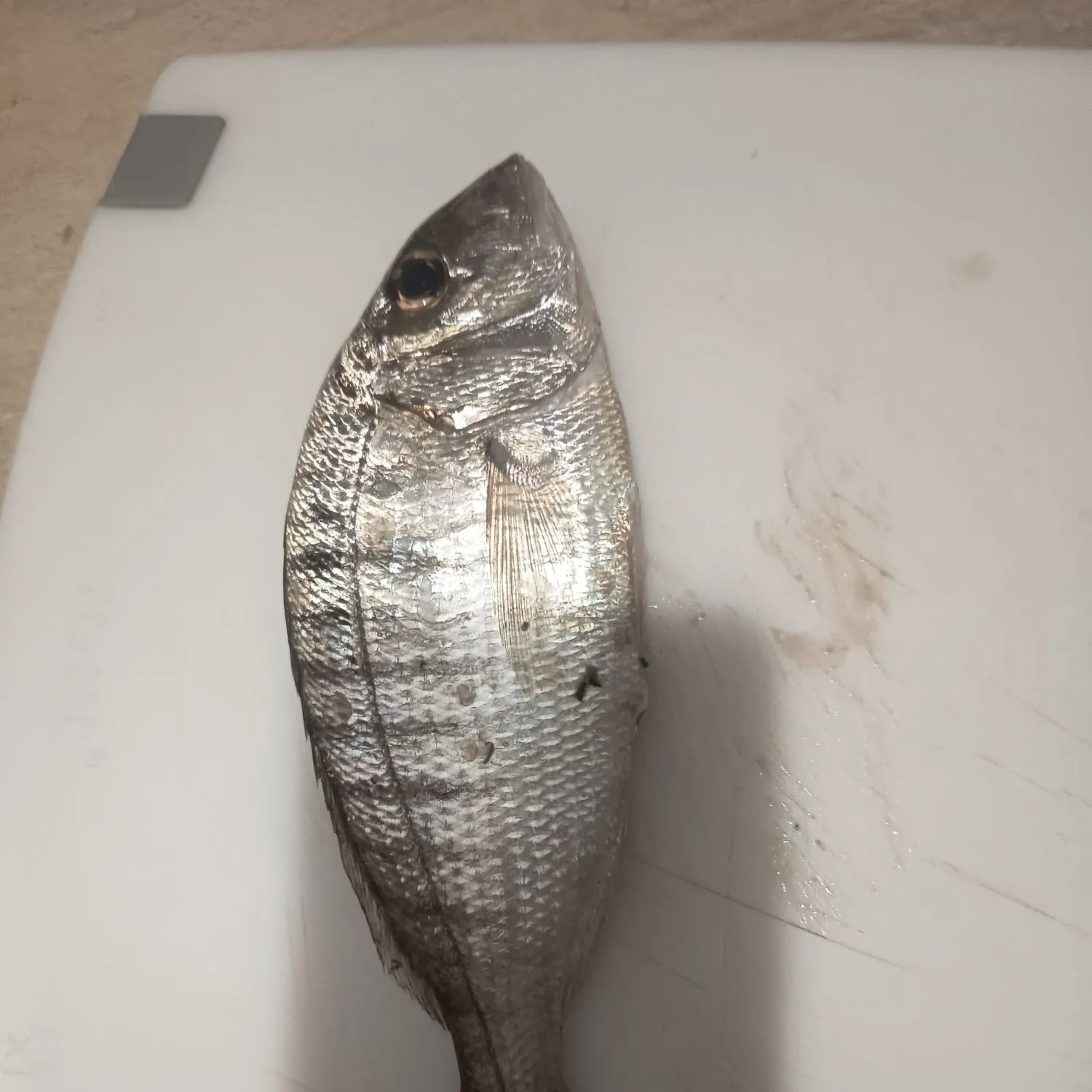 West coast seabream caught on Fishbrain