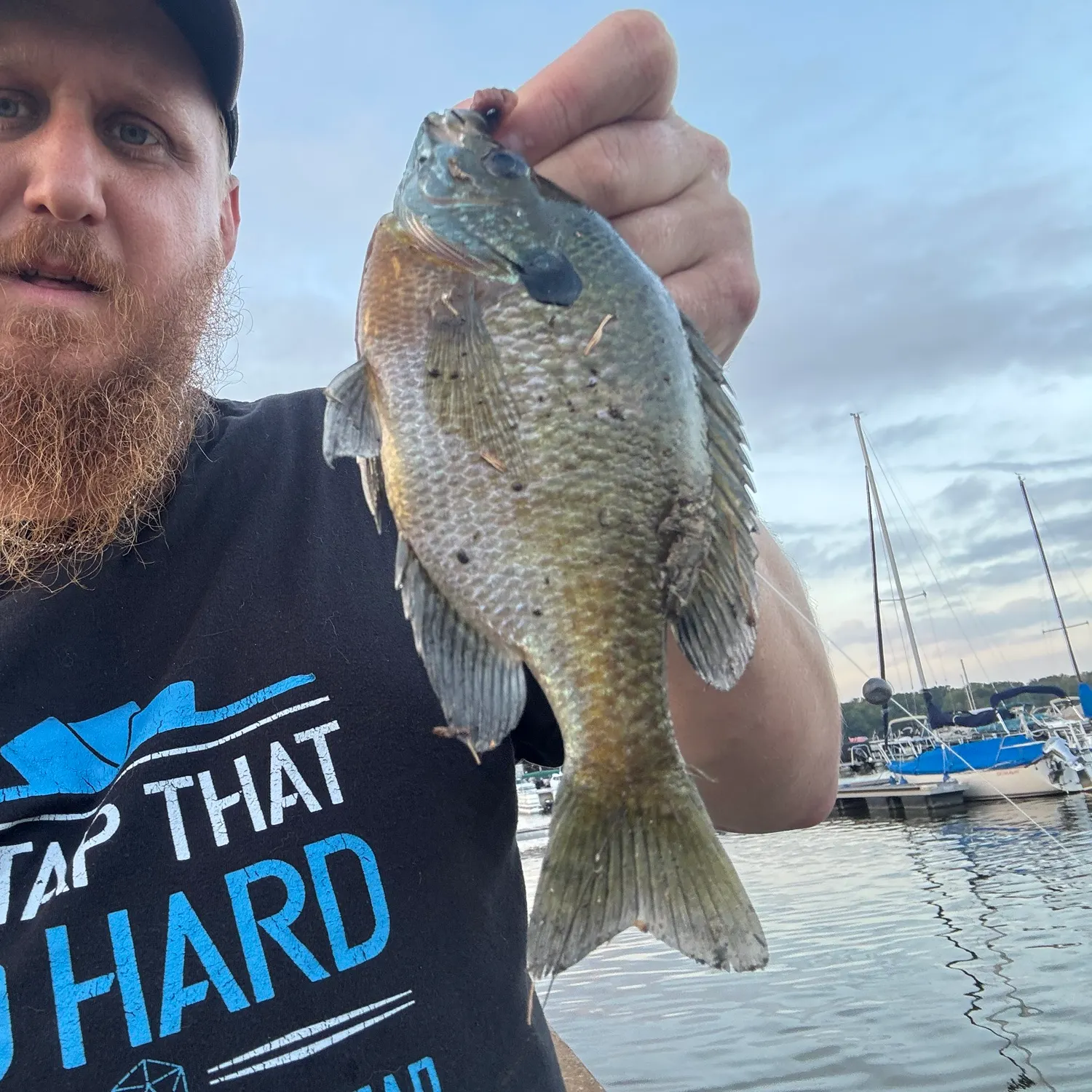 Bluegill caught on Fishbrain