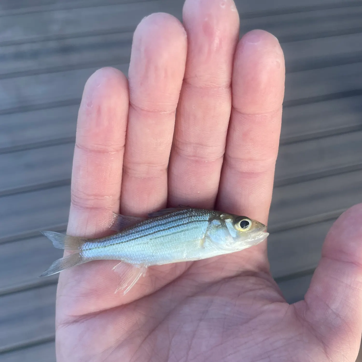 White bass caught on Fishbrain