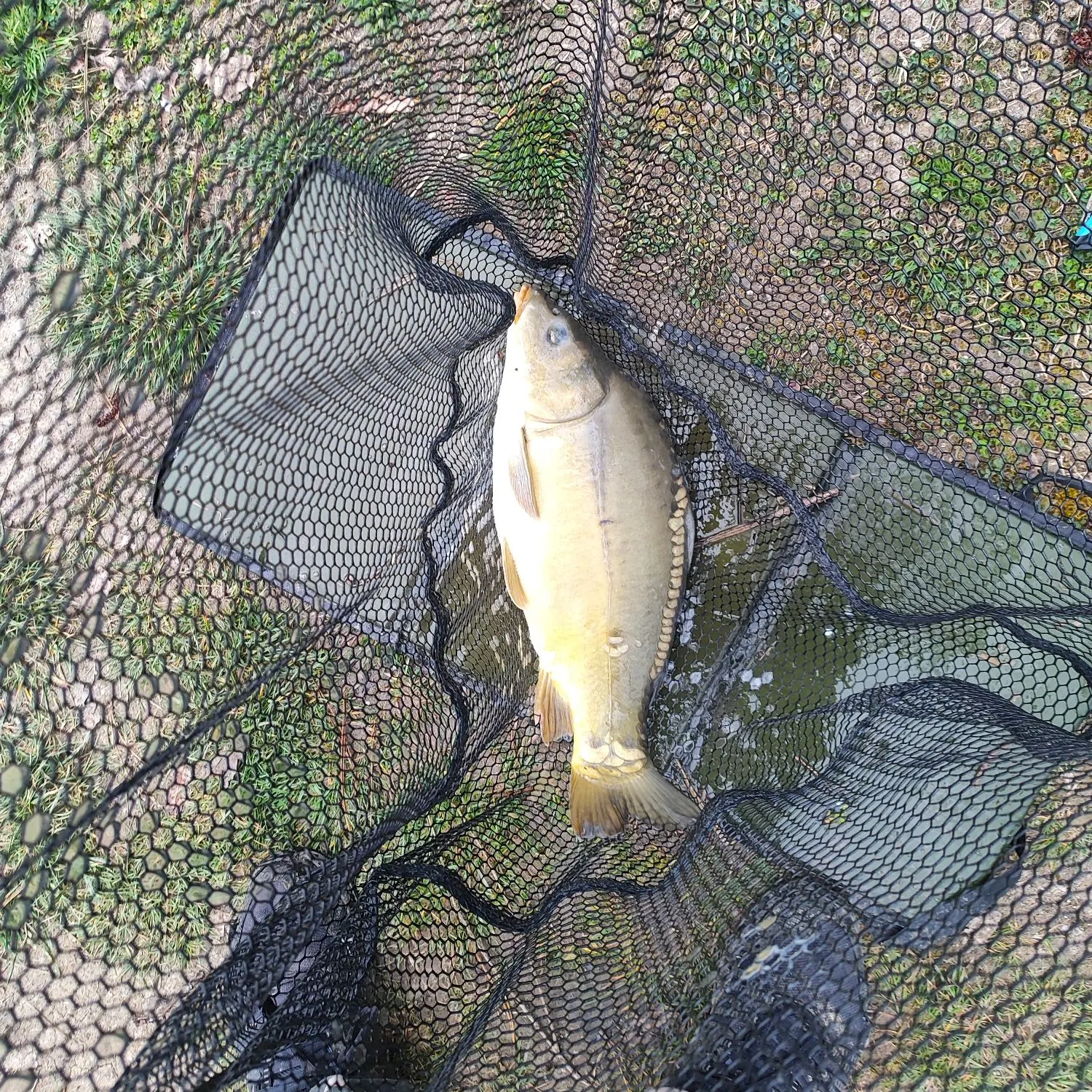 The most recent Leather carp catches on Fishbrain