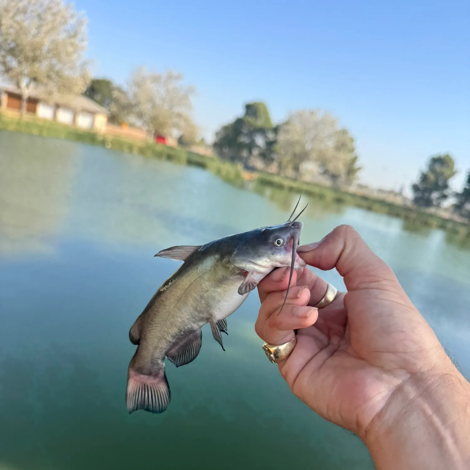 Black bullhead caught on Fishbrain