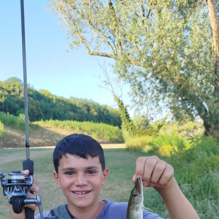Northern pike caught on Fishbrain