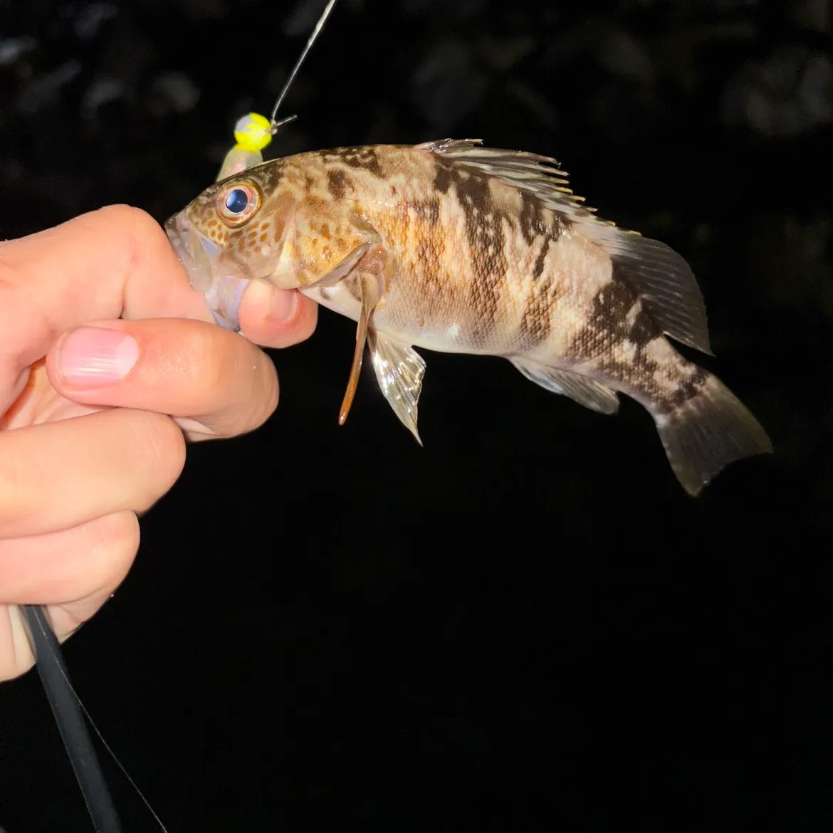 The most recent Barred sand bass catches on Fishbrain