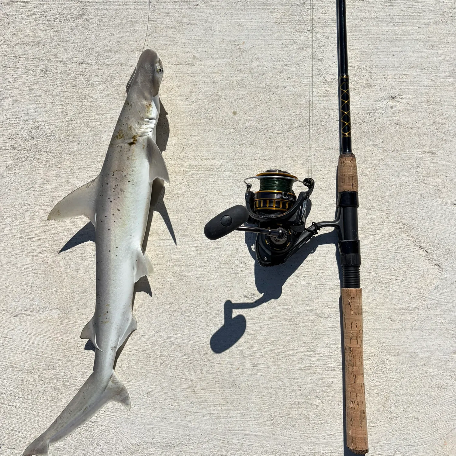 The most recent Bonnethead shark catches on Fishbrain