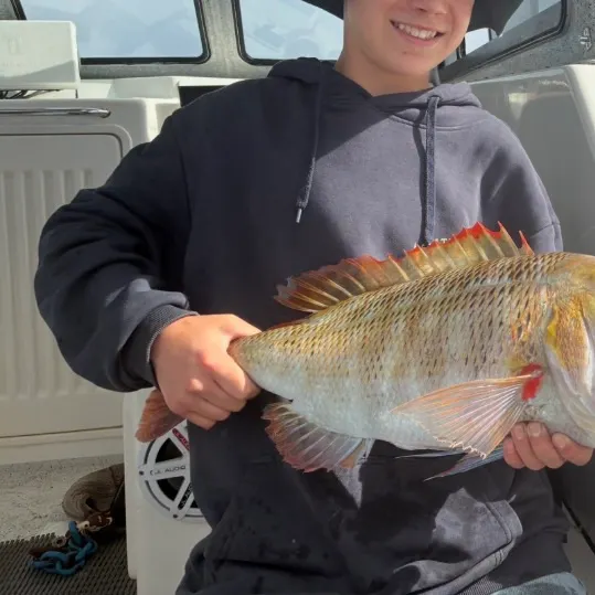 The most recent Trumpet emperor catches on Fishbrain