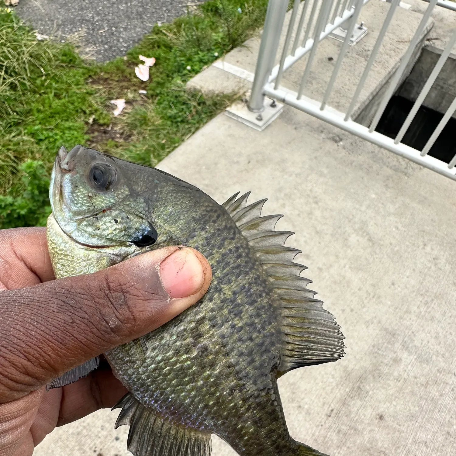 Bluegill caught on Fishbrain