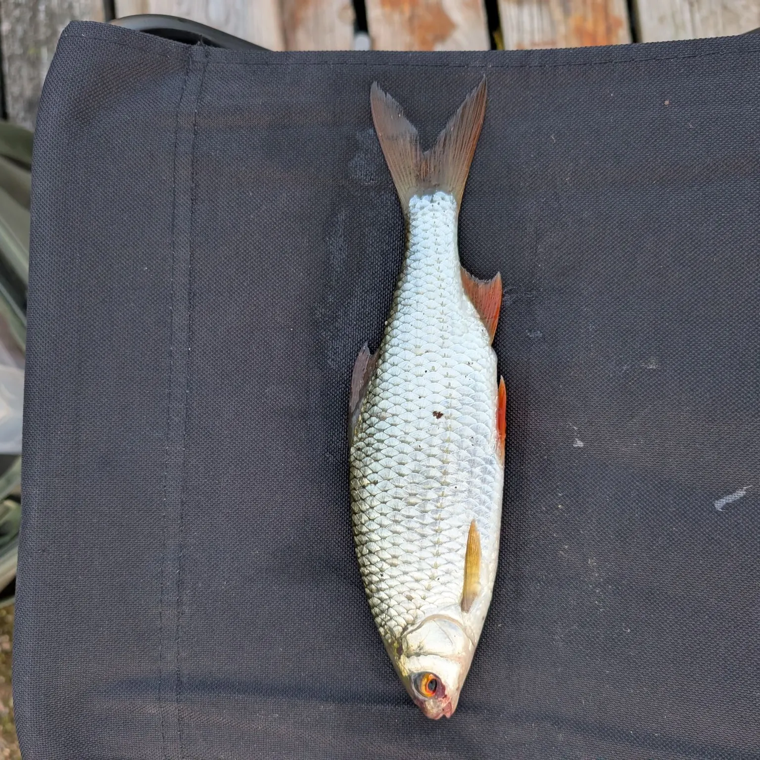 Common roach caught on Fishbrain