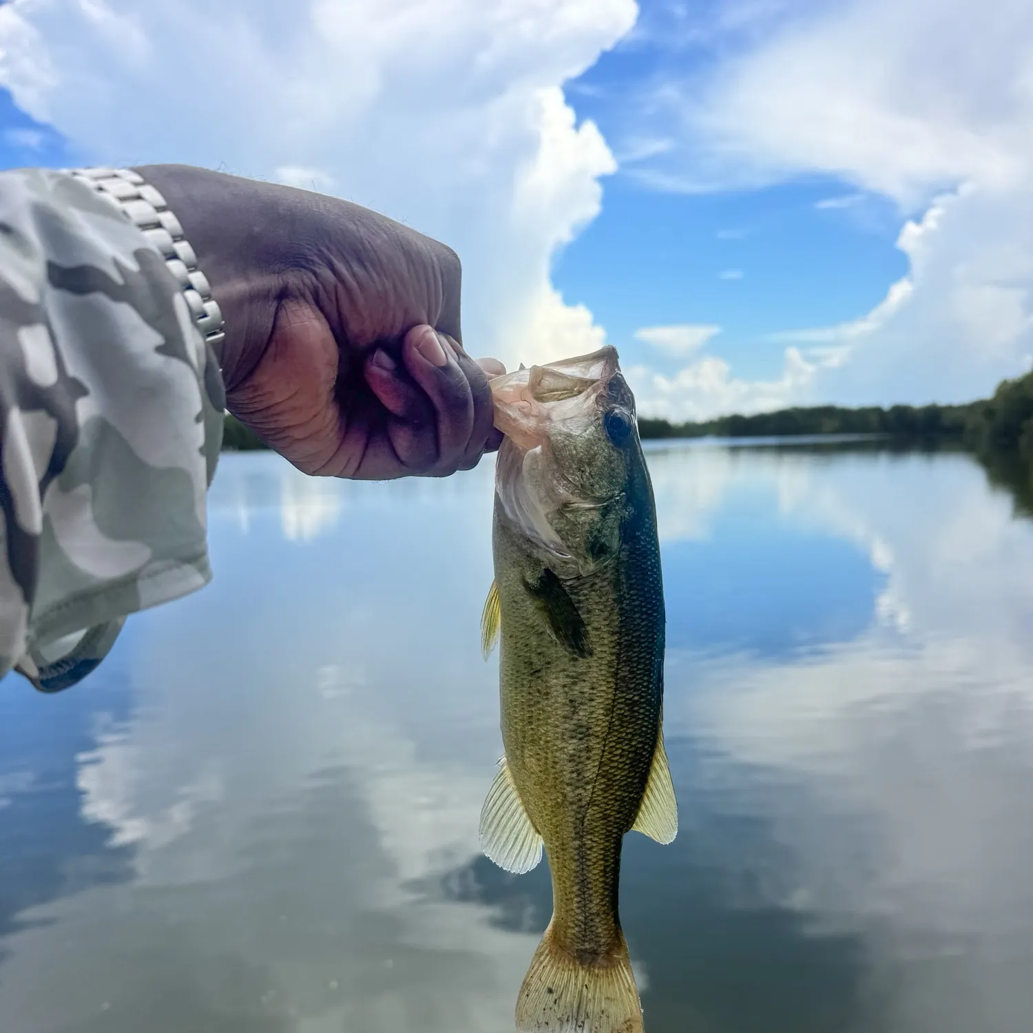 Largemouth bass caught on Fishbrain