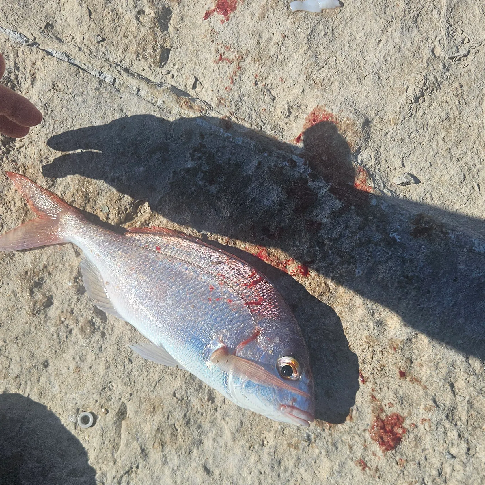 The most recent Common seabream catches on Fishbrain