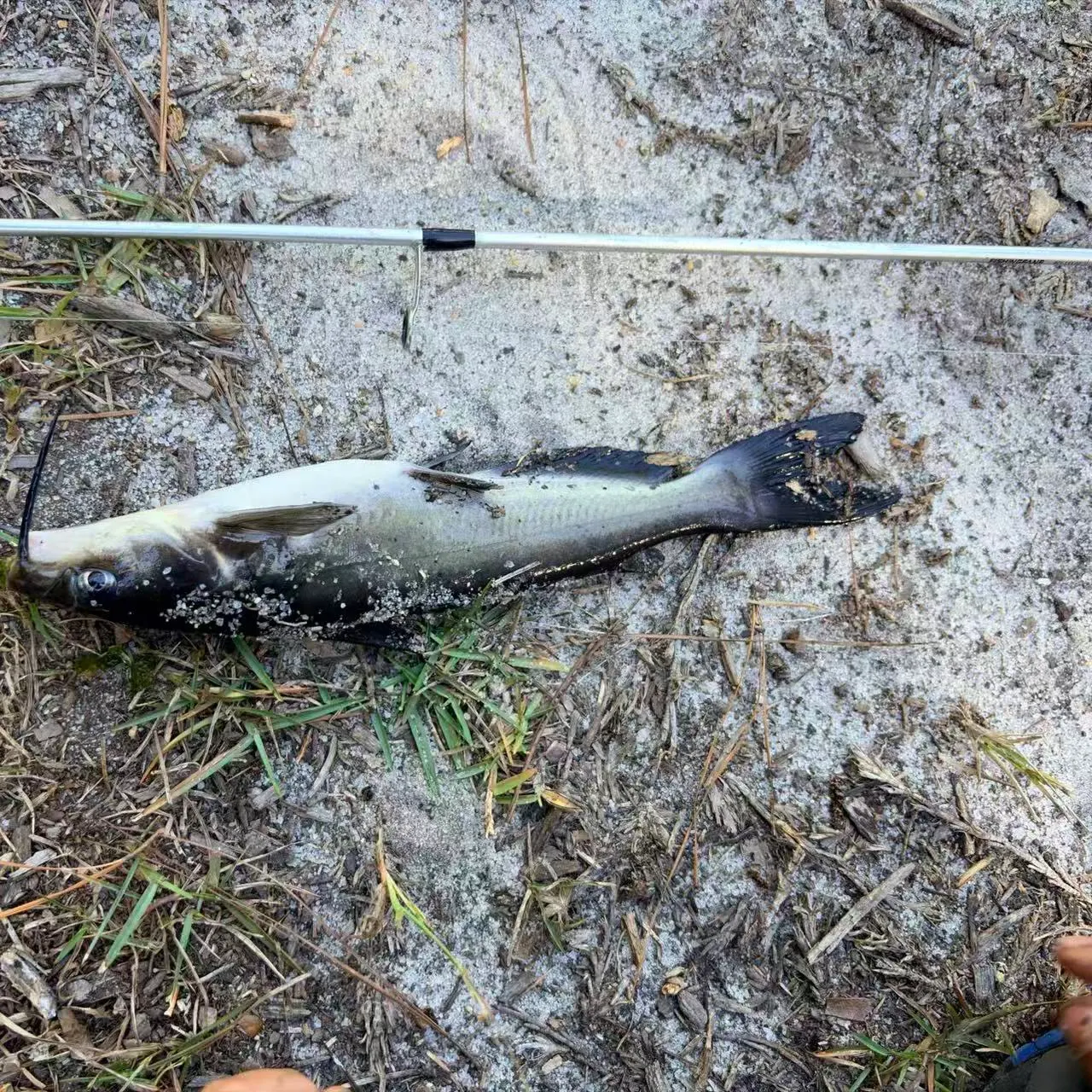 Channel catfish caught on Fishbrain