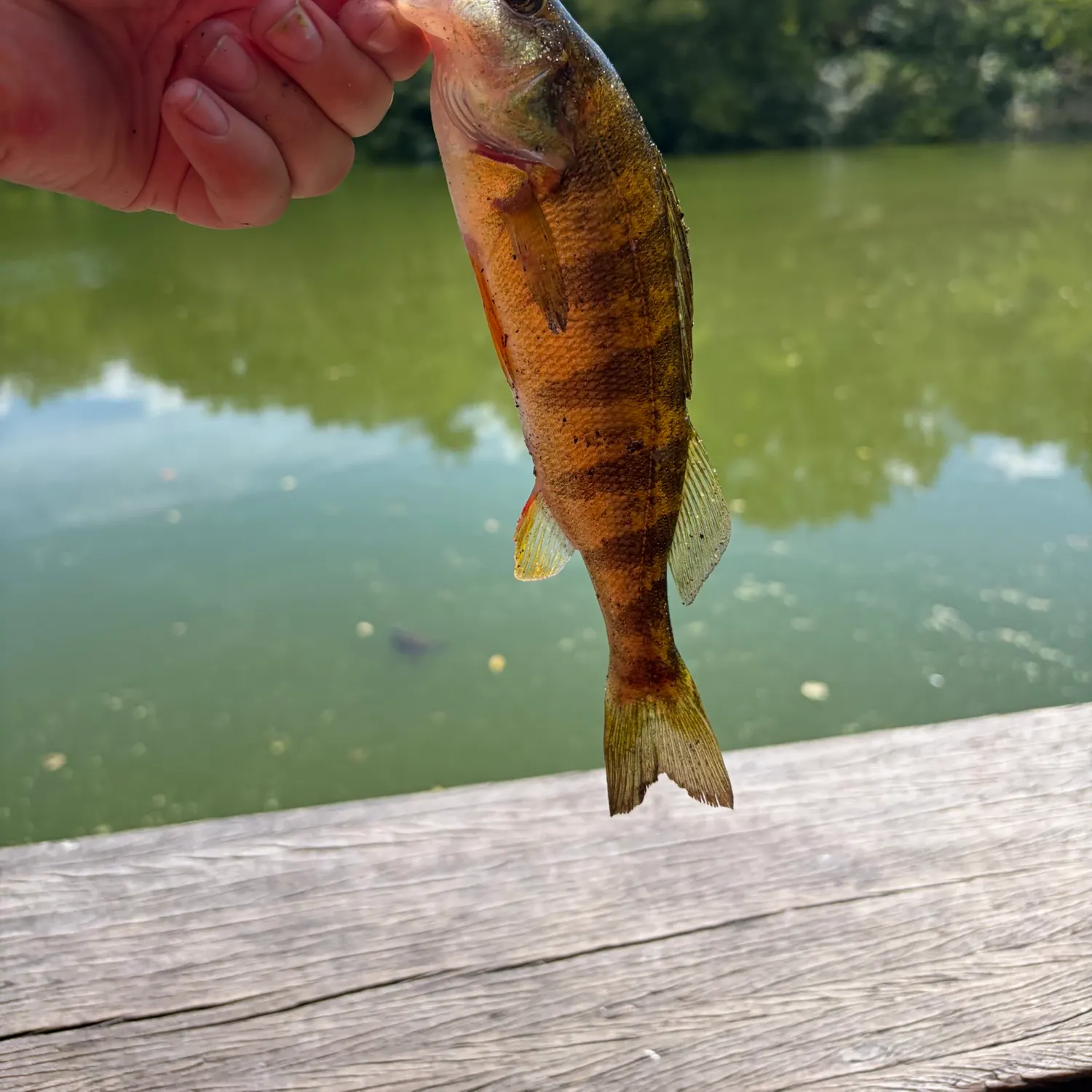 Yellow perch caught on Fishbrain