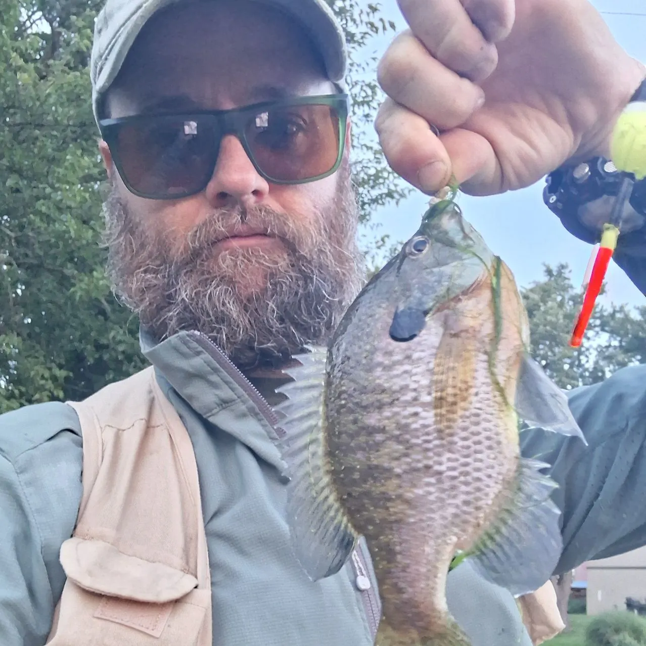 Bluegill caught on Fishbrain