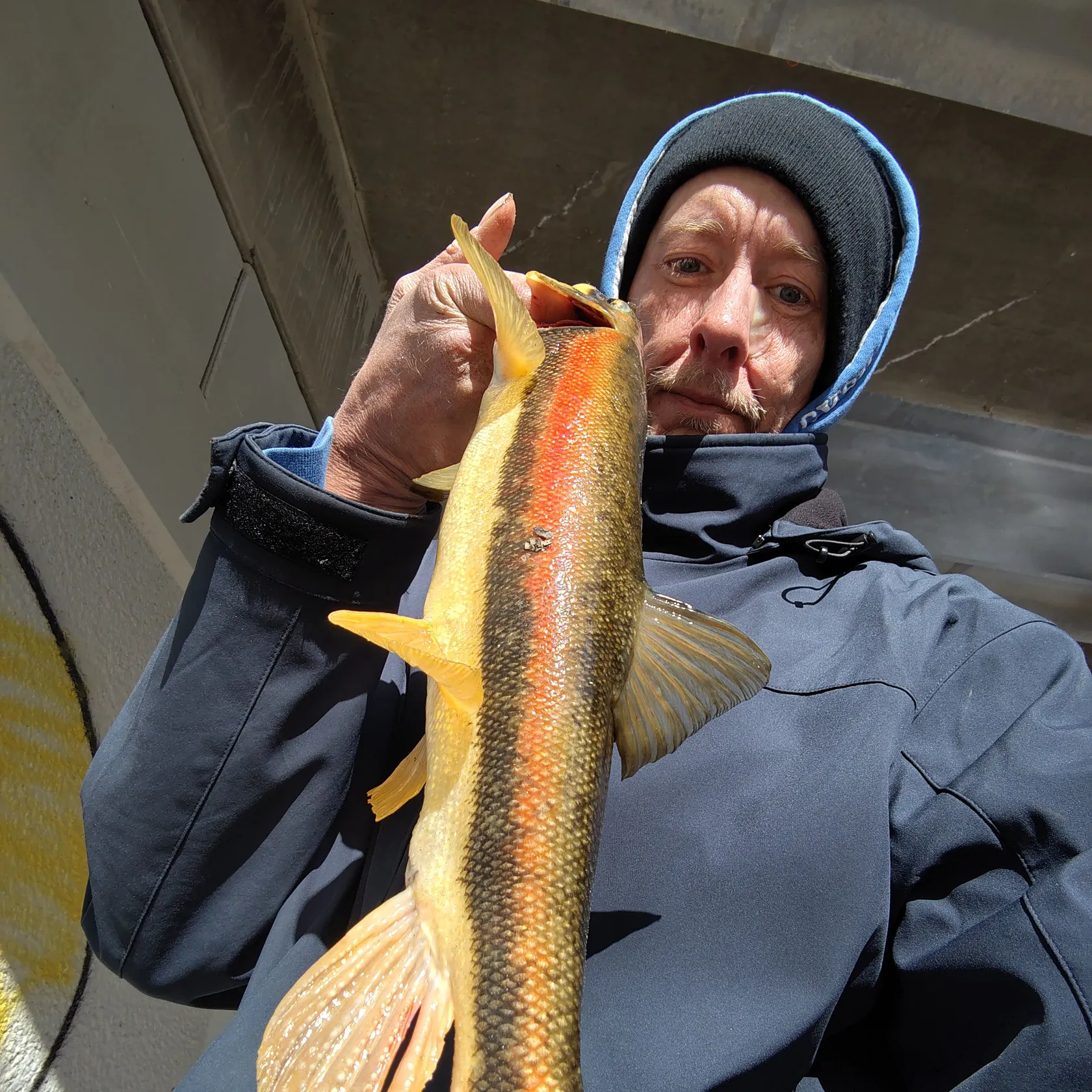 The most recent Longnose sucker catches on Fishbrain